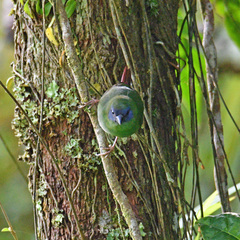 Erythrura trichroa