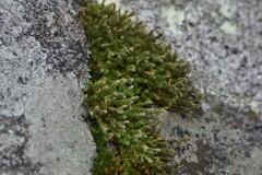 Selaginella underwoodii
