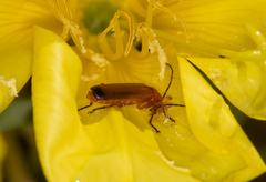 Rhagonycha fulva