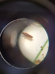 Evacanthus interruptus