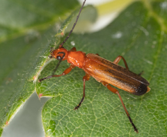 Rhagonycha fulva