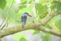 Halcyon malimbica dryas
