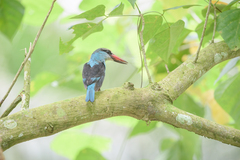 Halcyon malimbica dryas