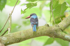 Halcyon malimbica dryas