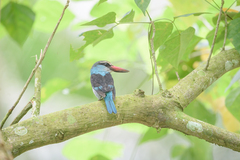 Halcyon malimbica dryas