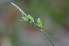 Carex leucodonta