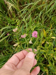 Lathyrus