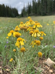Hymenoxys subintegra