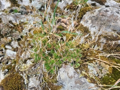 Draba aizoides