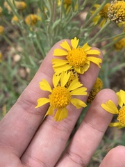 Hymenoxys subintegra