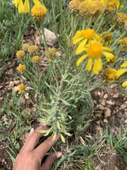 Hymenoxys subintegra