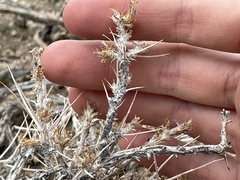 Neokochia americana