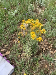 Hymenoxys subintegra