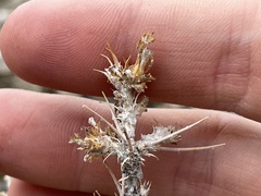 Neokochia americana