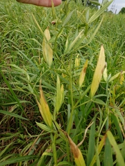 Lathyrus