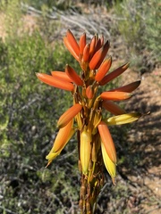 Aloe microstigma