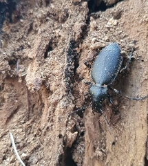 Carabus coriaceus