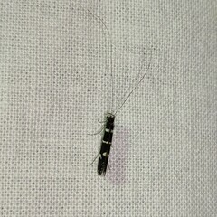 Leptocerus interruptus