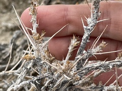 Neokochia americana