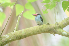 Halcyon malimbica dryas