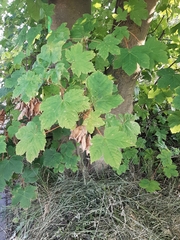 Acer pseudoplatanus