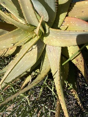 Aloe microstigma