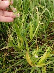 Lathyrus