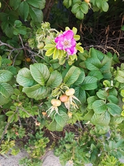 Rosa rugosa