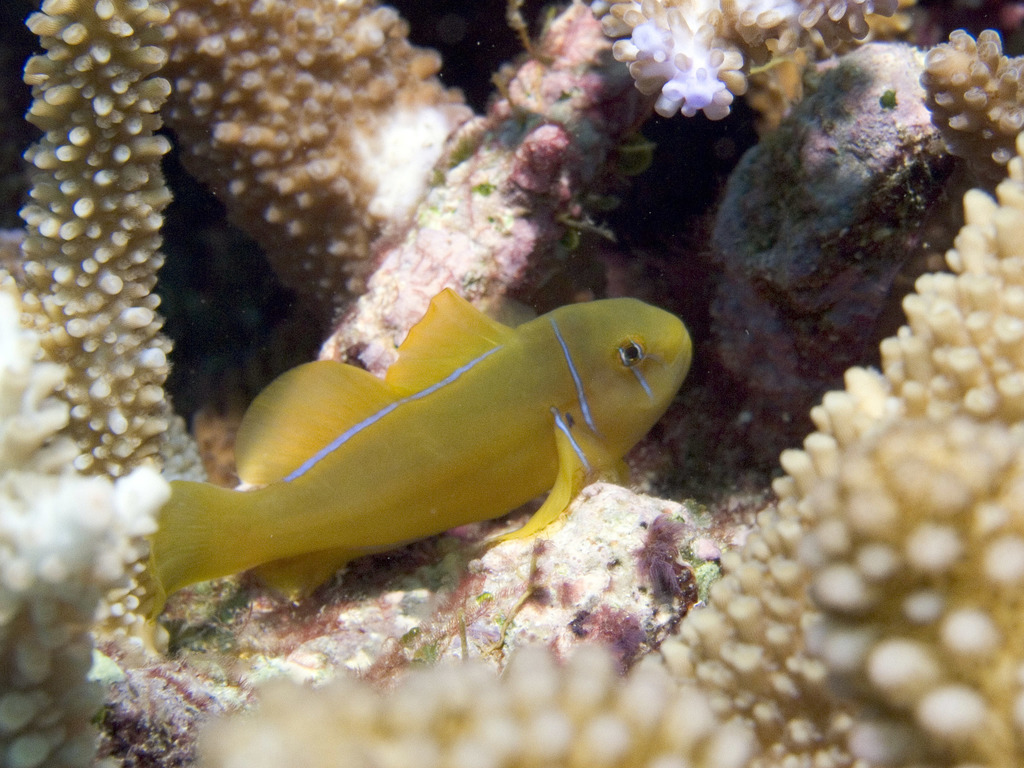 Gobiodon