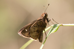 Psoralis stacara