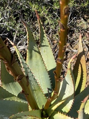 Aloe microstigma