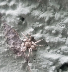 Plexippoides flavescens