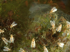 Cricotopus sylvestris