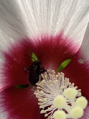 Melissodes bimaculatus