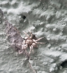 Plexippoides flavescens