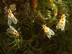 Cricotopus sylvestris