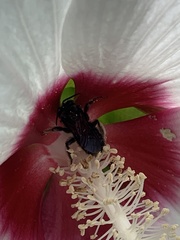 Melissodes bimaculatus