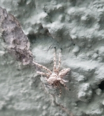 Plexippoides flavescens