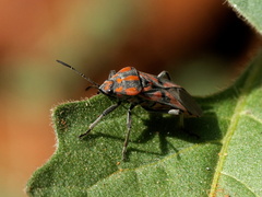 Spilostethus furcula