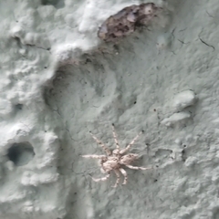 Plexippoides flavescens