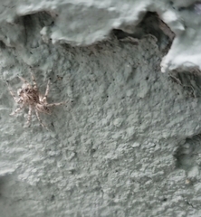 Plexippoides flavescens