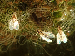 Cricotopus sylvestris