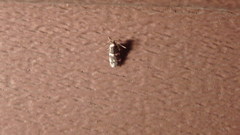 Scythris trivinctella