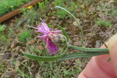 Centaurea majorovii