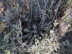 Cotyledon orbiculata spuria