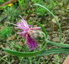 Centaurea majorovii