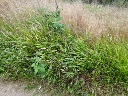 Image of Calamagrostis villosa by (c) Vladimír Fuka, some rights reserved (CC BY)