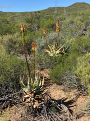 Aloe microstigma