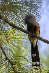 Coccyzus rufigularis