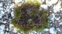 Ficinia overbergensis